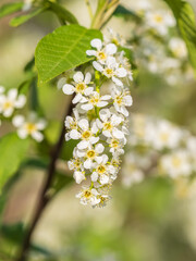 White blossoming apple trees in the sunset light. Spring season, spring colors.