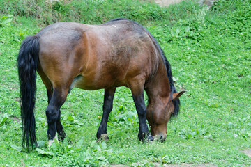 horse in the meadow