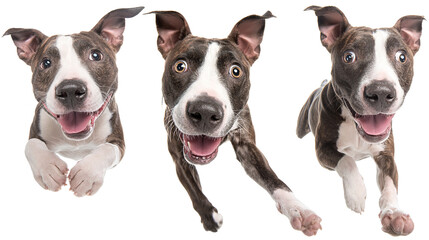 Obraz premium Funny amstaff dog with crazy eyes flying in the air, cutout isolated white background