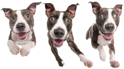 Funny amstaff dog with crazy eyes flying in the air, cutout isolated white background