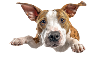 Funny amstaff dog with crazy eyes flying in the air, cutout isolated white background