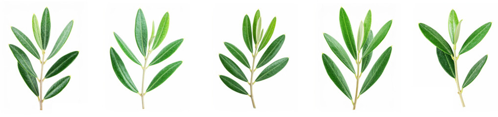 Aesthetic green olive leaf branch element