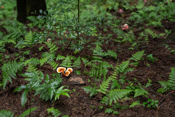 Lingzhi cultivated artificially in the forest is a natural Chinese medicinal herb and a tonic.
