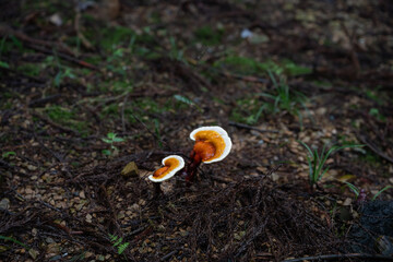 Lingzhi cultivated artificially in the forest is a natural Chinese medicinal herb and a tonic.