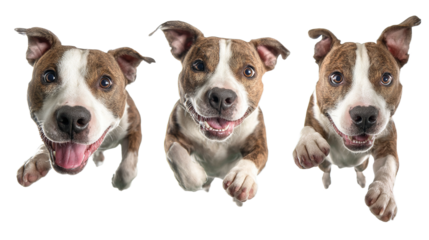 Funny amstaff dog with crazy eyes flying in the air, cutout isolated white background