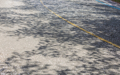 Cherry blossom petals fallen along the roadside.