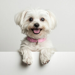 Adorable small white dog with pink collar peeking over a white surface, happy expression