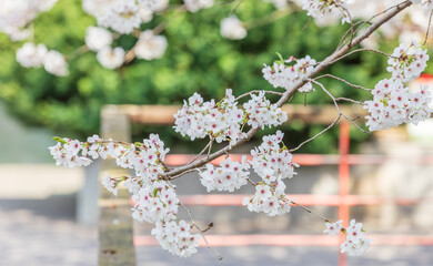 Full bloomed pink cherry blossoms. 