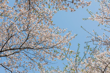 Gazing at the blue sky under a fully bloomed cherry blossom tree.