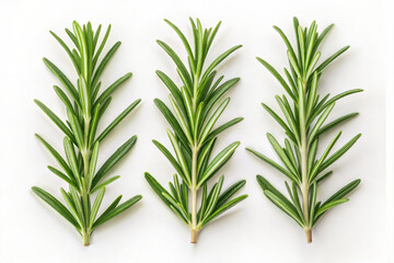 Fototapeta premium Fresh Green Rosemary Sprigs on White Background for Culinary Use in Cooking and Seasoning Healthy Dishes