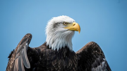 Obraz premium Majestic bald eagle with outstretched wings looks attentively against a clear blue sky backdrop