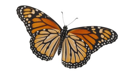 Naklejka premium Charming chihuahua sits and looks, wearing a knit sweater against a light green studio backdrop.