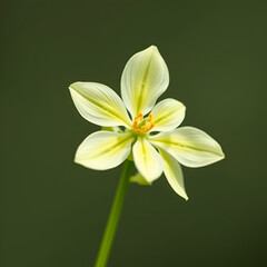 Fototapeta premium Primin primrose plant allergen molecule. Skeletal formula.