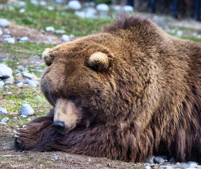 Grizzly bear laying head on log