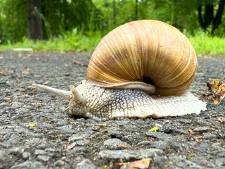 Close-up of a Roman snail (Helix pomatia) crawling on an asphalt path in a forest, with detailed view of its shell and body structure.