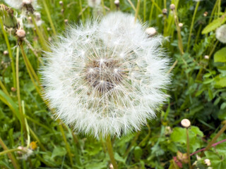 Close-up of a single mature dandelion seed head (Taraxacum officinale) with visible seed...