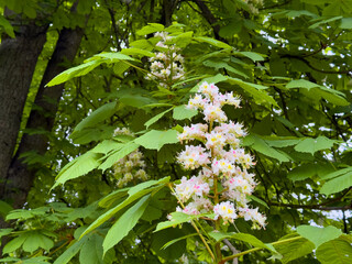 Close-up of a blooming horse chestnut flower cluster with white petals, yellow and pink markings, surrounded by green leaves in a natural outdoor setting.