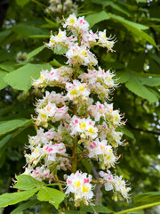 Close-up of a blooming horse chestnut flower cluster with white petals, yellow and pink markings, surrounded by green leaves in a natural outdoor setting.