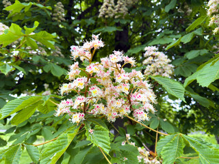 Close-up of a blooming horse chestnut flower cluster with white petals, yellow and pink markings, surrounded by green leaves in a natural outdoor setting.