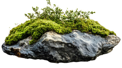 green moss on a stone isolated on white background 