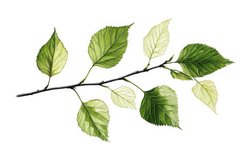 Fototapeta premium A branch with alternating green and light yellow leaves on transparent background png