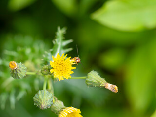 ノゲシの花に止まるハナアブ