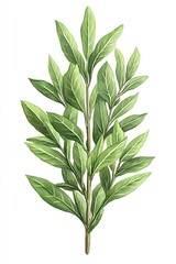 Fototapeta premium A sprig of green leaves with a long stem