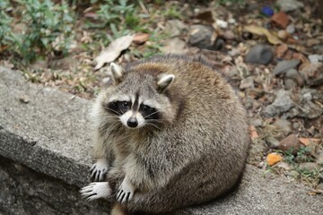 portrait of a fat raccoon