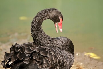 side view of a black swan
