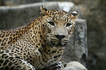 closeup of a leopard lying down