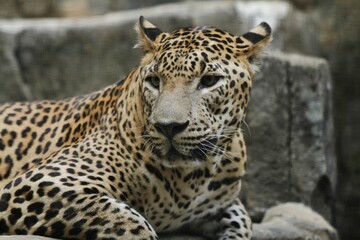 closeup of a leopard lying down