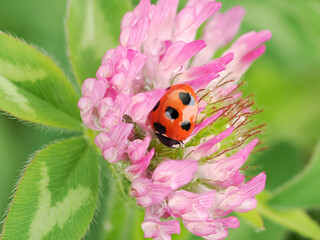 ムラサキツメクサとテントウムシ