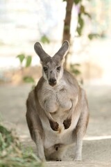 a wallaby sitting on the ground looking at the camera