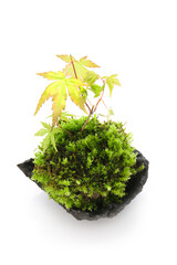 a moss ball kokedama isolated on a white background