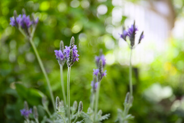 Obraz premium Lavandula multifida blooming in a garden