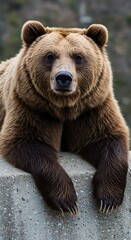 Obraz premium Grizzly Gaze: Stone and Shadow