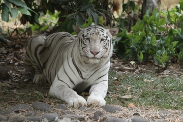 a white tiger lying on the grass looking at the camera