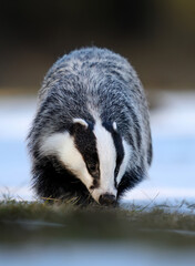 Badger close up ( Meles meles )