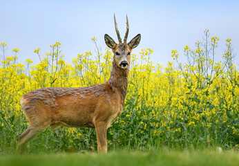 Roe deer male ( Capreolus capreolus )