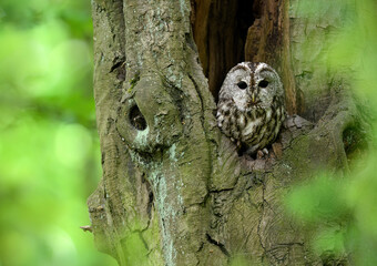 Tawny owl ( Strix aluco ) sitiing in forest