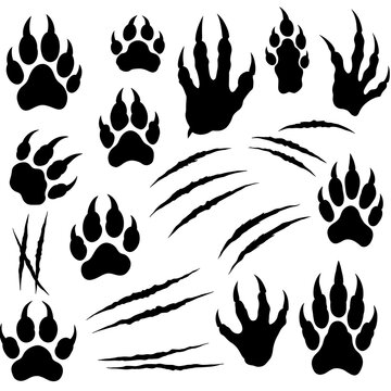 Whispers of the Wild