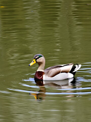 Obraz premium Crested Duck swiming on a pond. Birds of Prey Centre, Coledale, Alberta, Canada