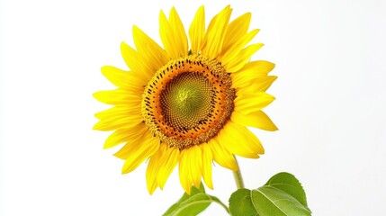 Obraz premium Smiling sunflower isolated on white background