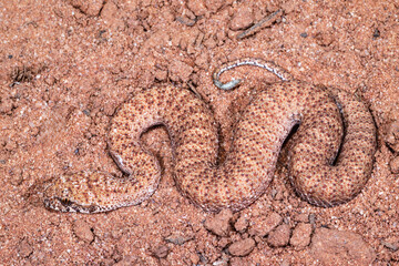 Highly venomous Australian Desert Deat Adder