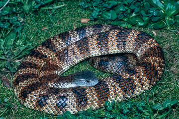 Australian highly venomous Tiger Snake