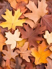 A close-up view of a collection of vibrant autumn leaves in shades of yellow, orange, brown, and red