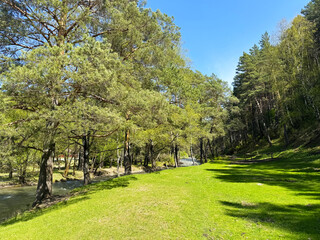 Lush green riverbank with trees and clear blue sky in tranquil forest setting