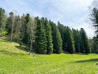 Serene pine forest landscape with lush green meadow under clear blue sky