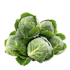 Obraz premium cabbage isolated on white 