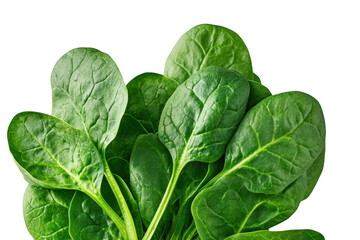 Close up view of fresh green spinach leaves against a dark background space on transparent background png